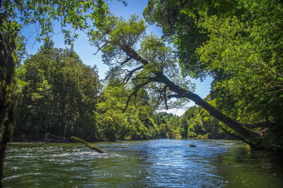 Árbol icónico inclinado sobre el río Palena