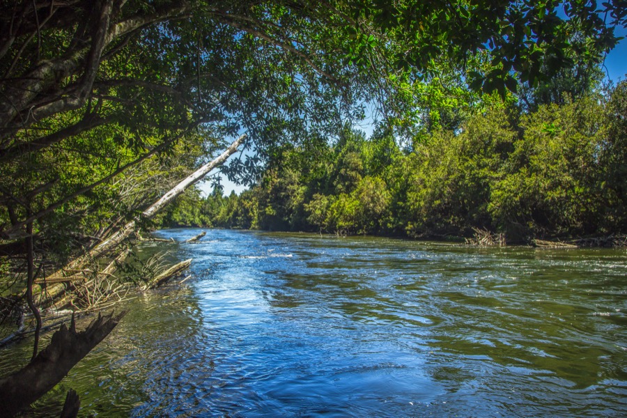 Corriente de río entre árboles nativos