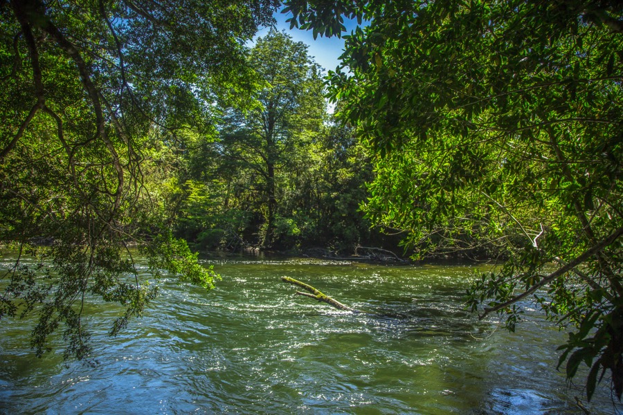 Río desde la orilla bajo dosel verde